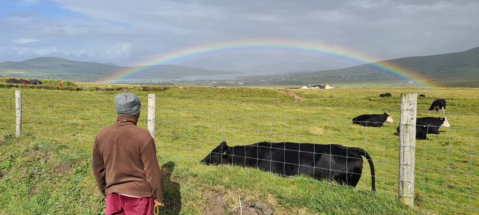 Featured image for “The Wish Fulfilling Cows At The End Of The Rainbow”