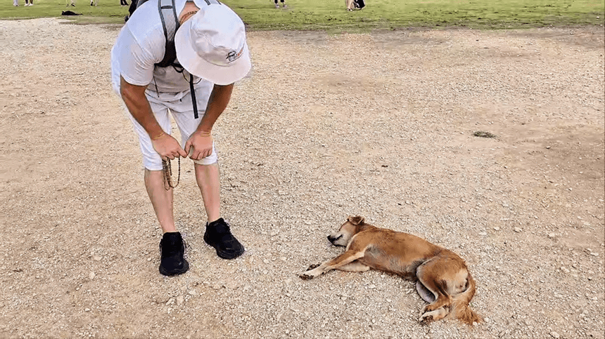 Featured image for “Sleeping Dogs and Krishna Consciousness in Street Noise (A Tiny Sweet Moment)”
