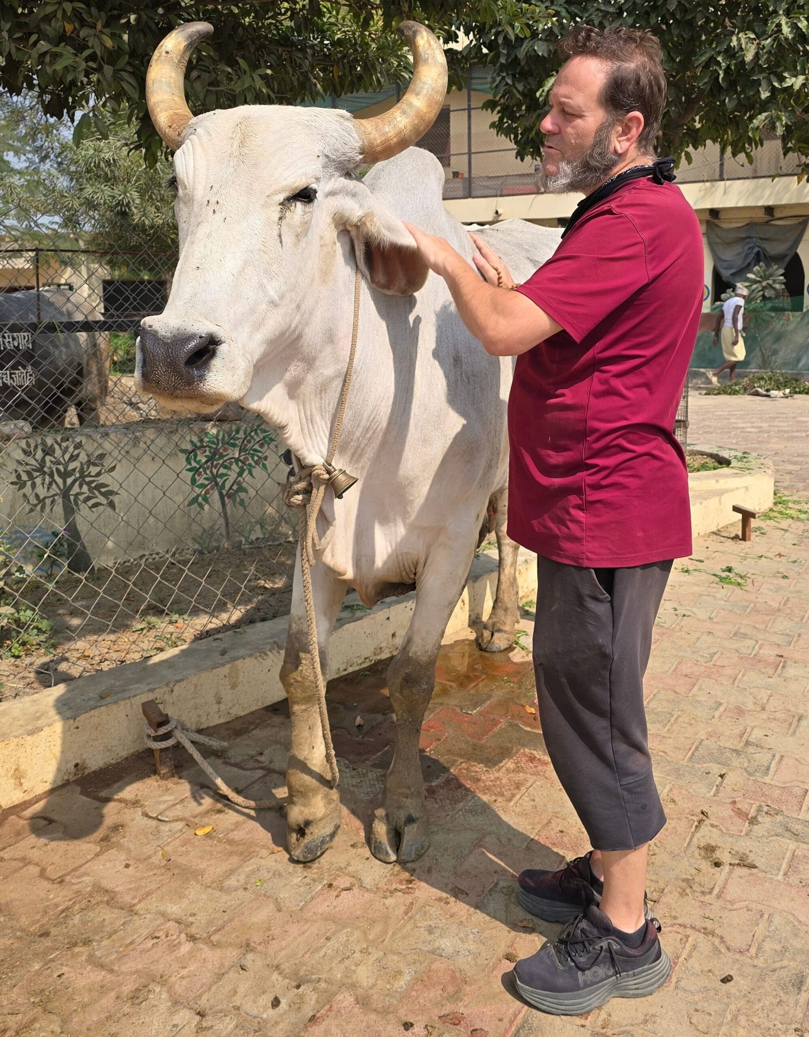 Tending to Cows